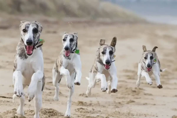 whippet dog breed guide: history, exercise and health
