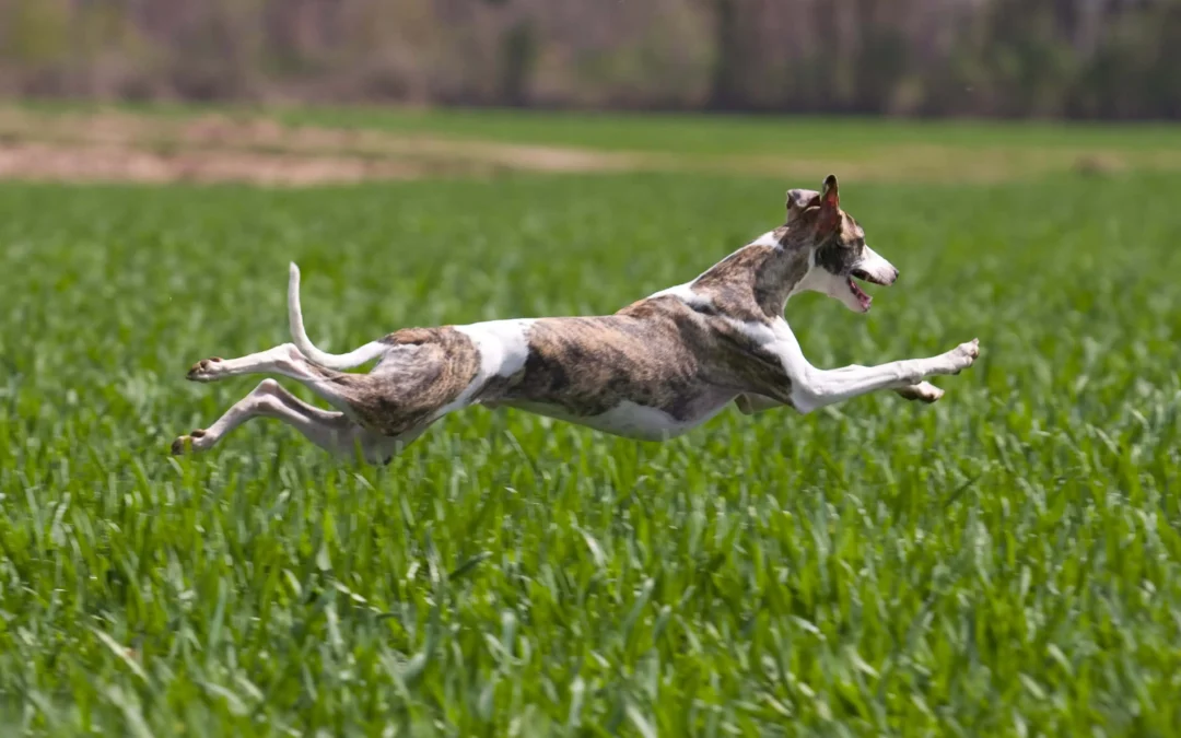 Whippet Dog Breed Guide: History, Exercise and Health